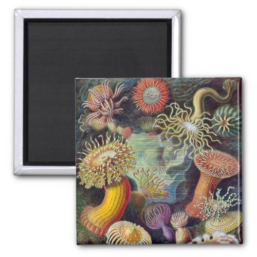 Sea Anemone Scientific Nature Ocean Magnet