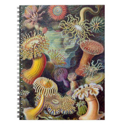 Sea Anemone Scientific Nature Ocean Notebook
