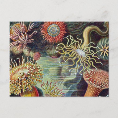 Sea Anemone Scientific Nature Ocean Postcard