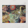 Sea Anemone Scientific Nature Ocean Postcard