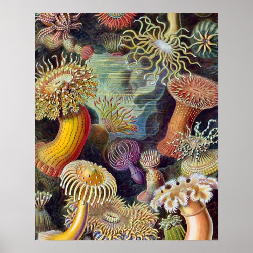 Sea Anemone Scientific Nature Ocean Poster