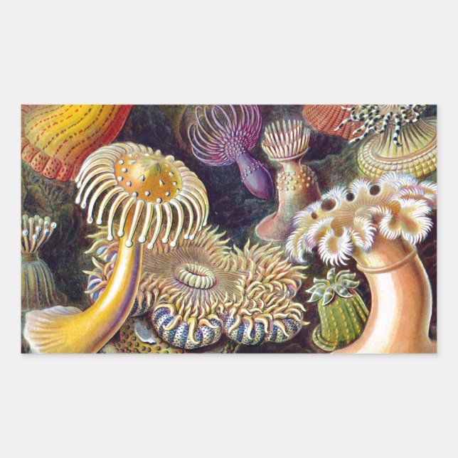 Sea Anemone Scientific Nature Ocean Rectangular Sticker (Front)