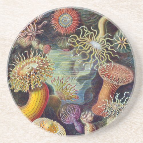 Sea Anemone Scientific Nature Ocean Sandstone Coaster
