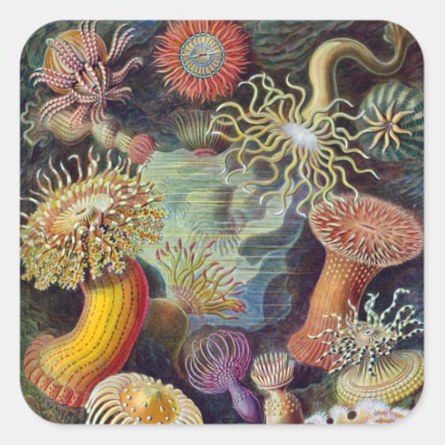 Sea Anemone Scientific Nature Ocean Square Sticker