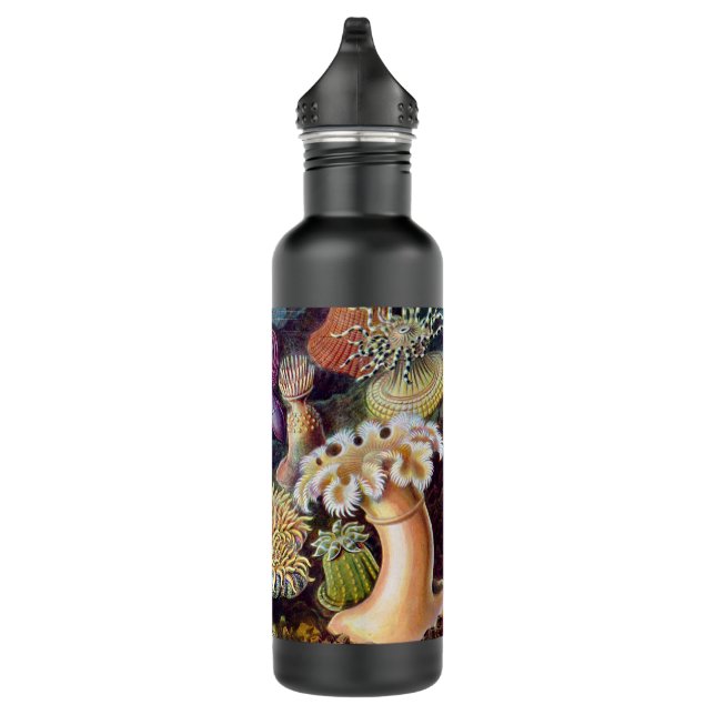 Bottle 18oz Ocean Coral