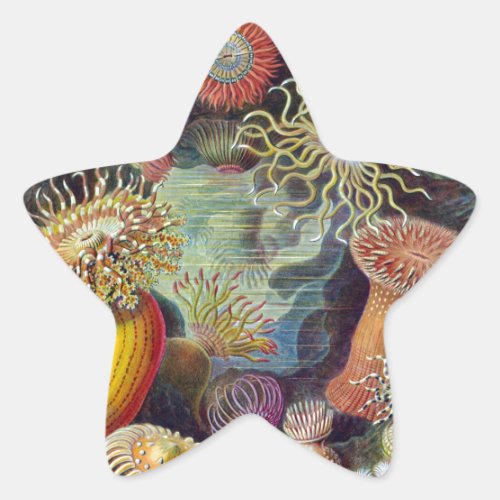 Sea Anemone Scientific Nature Ocean Star Sticker
