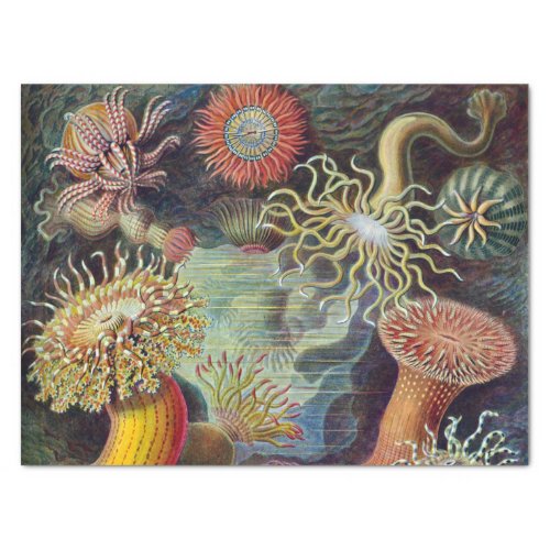 Sea Anemone Scientific Nature Ocean Tissue Paper