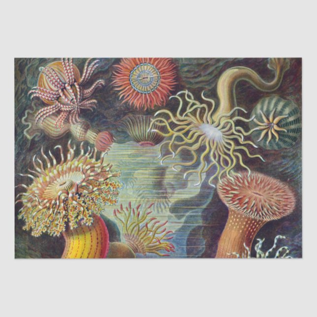 Sea Anemone Scientific Nature Ocean Tissue Paper (Front)