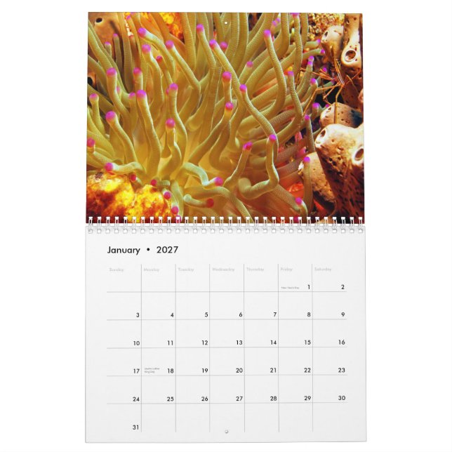 Sea Anemone Wall Calendar (Jan 2027)