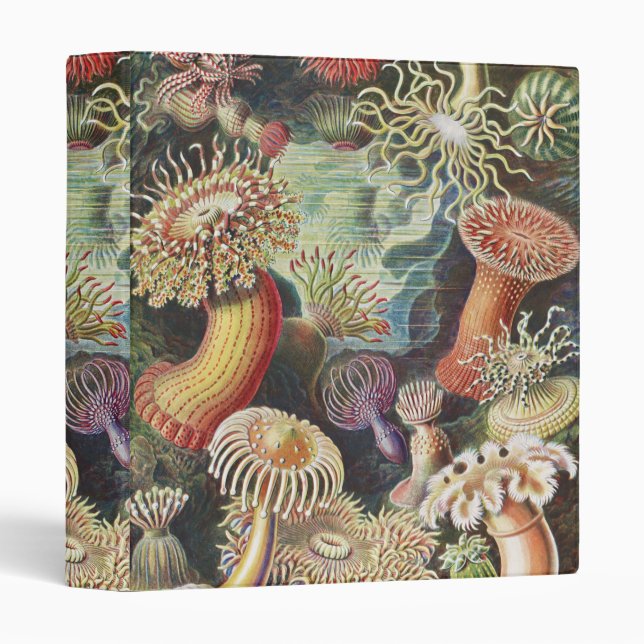 Sea Anemones, Actiniae Seeanemonen Ernst Haeckel 3 Ring Binder (Front/Spine)