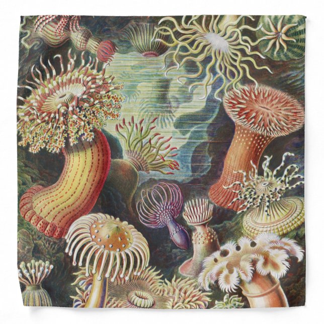 Sea Anemones, Actiniae Seeanemonen Ernst Haeckel Bandana (Front)