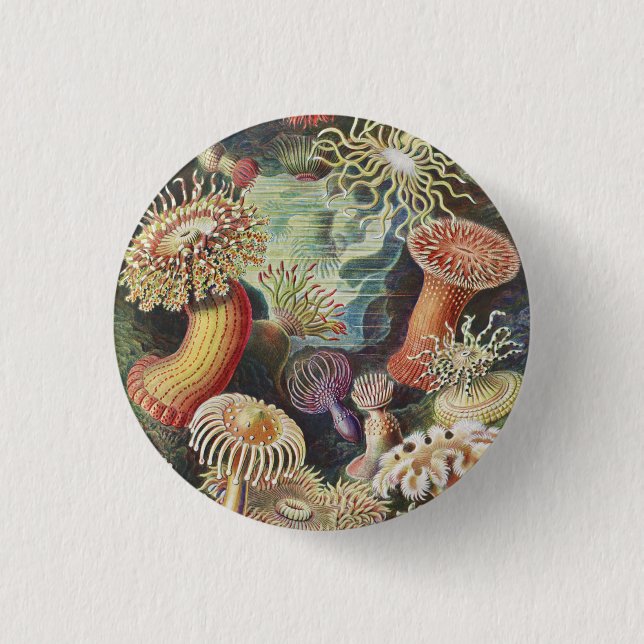 Sea Anemones, Actiniae Seeanemonen Ernst Haeckel Button (Front)