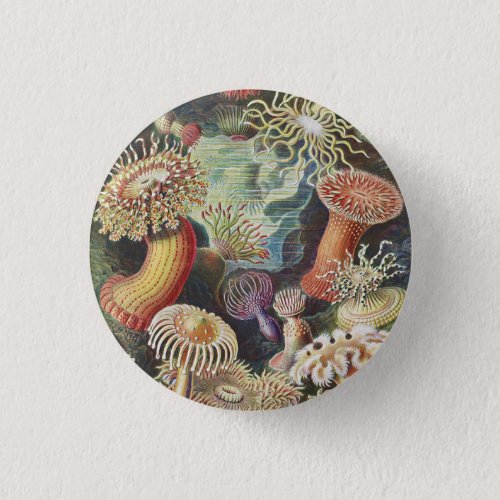 Sea Anemones Actiniae Seeanemonen Ernst Haeckel Button