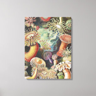 Sea Anemones, Actiniae Seeanemonen Ernst Haeckel Canvas Print