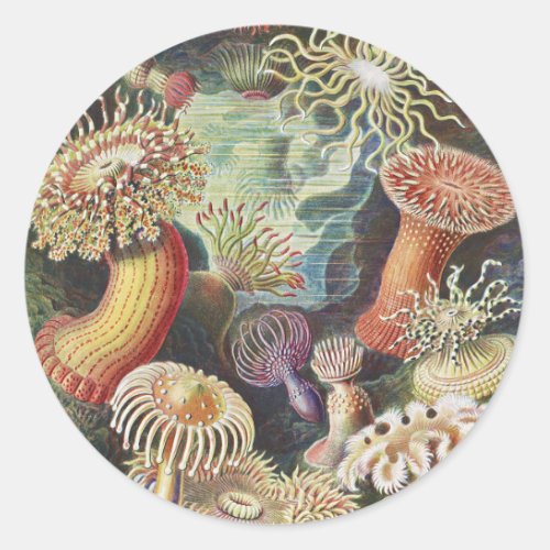 Sea Anemones Actiniae Seeanemonen Ernst Haeckel Classic Round Sticker