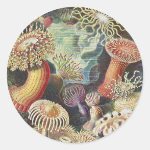 Sea Anemones, Actiniae Seeanemonen Ernst Haeckel Classic Round Sticker