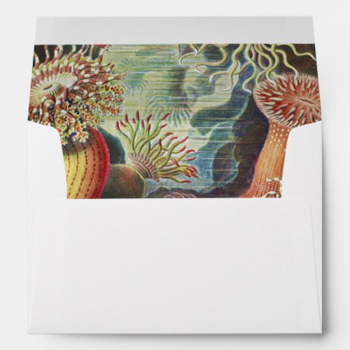 Sea Anemones Actiniae Seeanemonen Ernst Haeckel Envelope