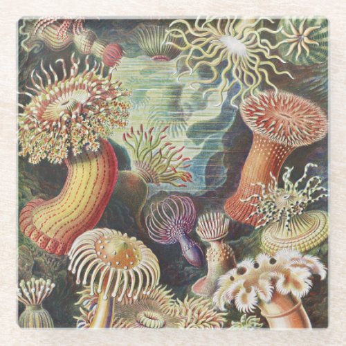 Sea Anemones Actiniae Seeanemonen Ernst Haeckel Glass Coaster