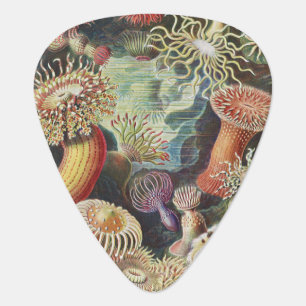 Sea Anemones, Actiniae Seeanemonen Ernst Haeckel Guitar Pick
