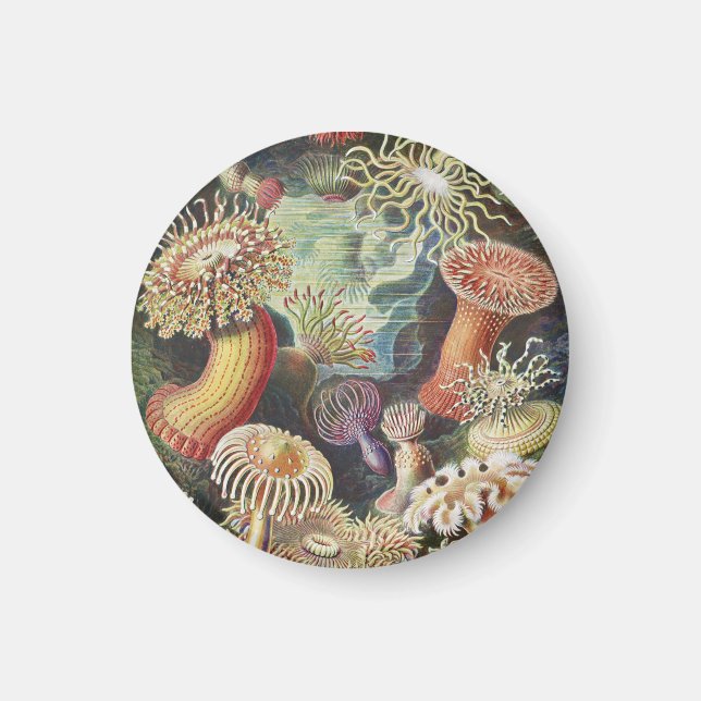 Sea Anemones, Actiniae Seeanemonen Ernst Haeckel Magnet (Front)