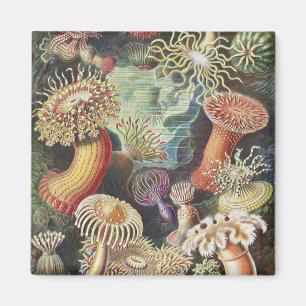 Sea Anemones, Actiniae Seeanemonen Ernst Haeckel Magnet