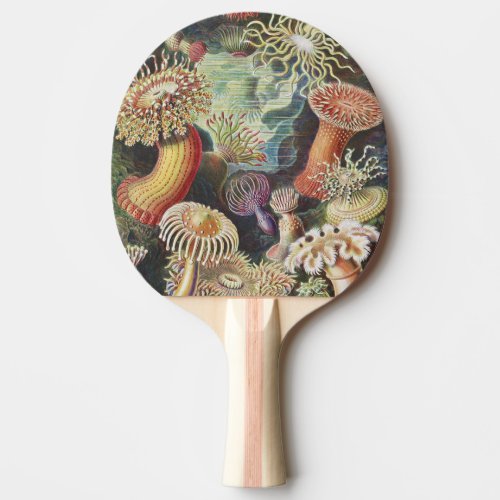 Sea Anemones Actiniae Seeanemonen Ernst Haeckel Ping Pong Paddle