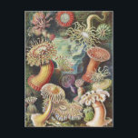 Sea Anemones, Actiniae Seeanemonen Ernst Haeckel Postcard<br><div class="desc">Sea Anemones, Actiniae Seeanemonen Ernst Haeckel Postcard</div>