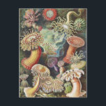 Sea Anemones, Actiniae Seeanemonen Ernst Haeckel Postcard<br><div class="desc">Sea Anemones,  Actiniae Seeanemonen Ernst Haeckel Postcard</div>
