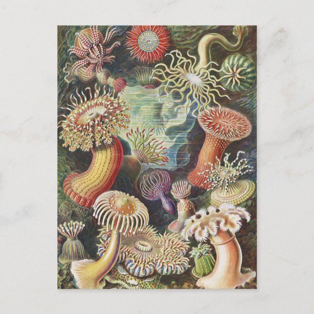 Sea Anemones, Actiniae Seeanemonen Ernst Haeckel Postcard (Front)