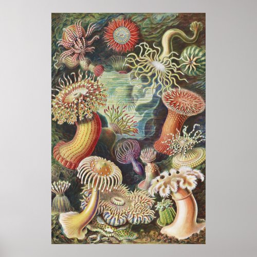 Sea Anemones Actiniae Seeanemonen Ernst Haeckel Poster
