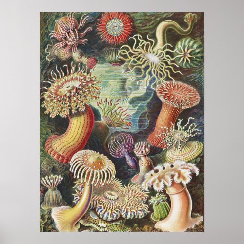 Sea Anemones Actiniae Seeanemonen Ernst Haeckel Poster