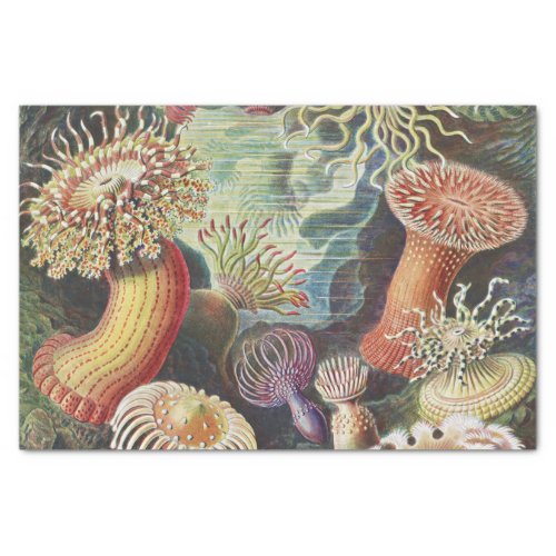 Sea Anemones Actiniae Seeanemonen Ernst Haeckel Tissue Paper
