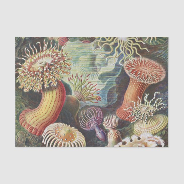 Sea Anemones, Actiniae Seeanemonen Ernst Haeckel Tissue Paper (Front)