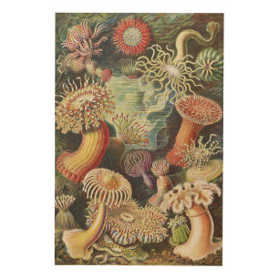 Sea Anemones, Actiniae Seeanemonen Ernst Haeckel Wood Wall Art