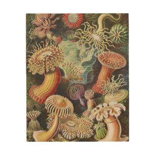 Sea Anemones, Actiniae Seeanemonen Ernst Haeckel Wood Wall Art