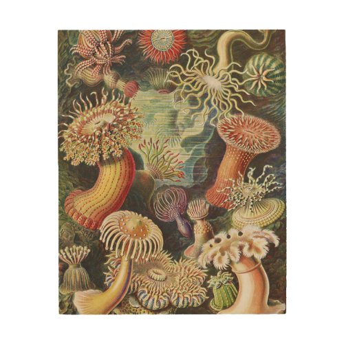 Sea Anemones Actiniae Seeanemonen Ernst Haeckel Wood Wall Art