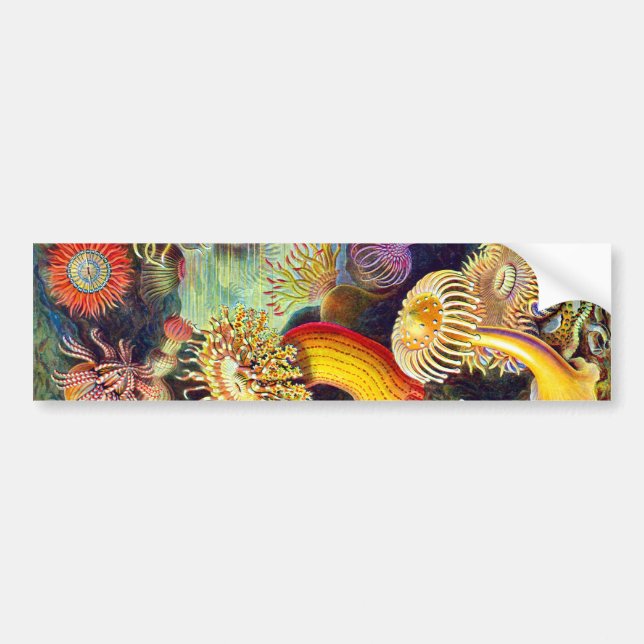 Sea Anemones Ernst Haeckel Fine Art Bumper Sticker (Front)