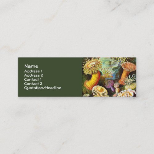 Vintage Sea Anemones, Ernst Haeckel Business Card
