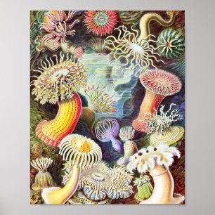 Sea anemones illustration by Ernst Haeckel Poster