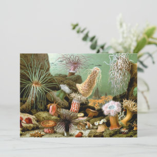 Sea Anemones Marine Life, Vintage Ocean Animals