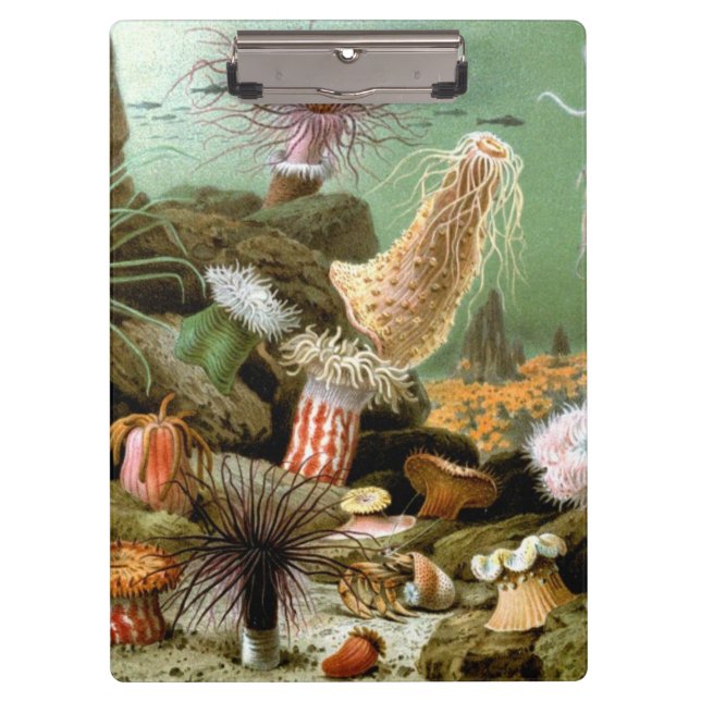 Sea Anemones Marine Life, Vintage Ocean Animals Clipboard (Front)