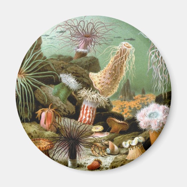 Sea Anemones Marine Life, Vintage Ocean Animals Magnet (Front)