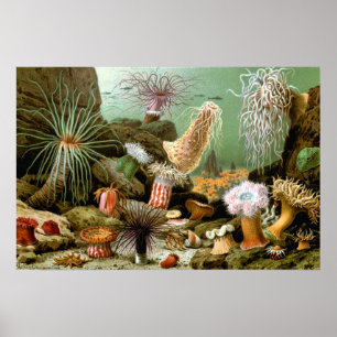 Sea Anemones Marine Life, Vintage Ocean Animals Poster