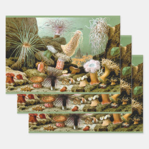 Sea Anemones Marine Life, Vintage Ocean Animals Wrapping Paper Sheets