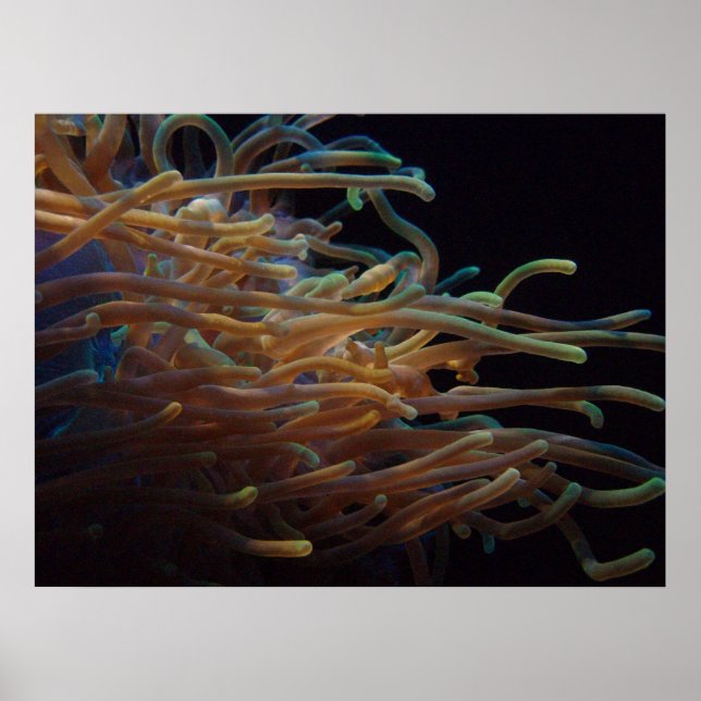 Sea anemones poster (Front)
