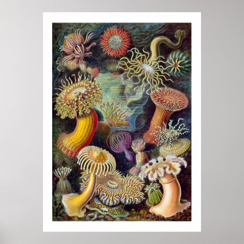 Sea Anemones Poster