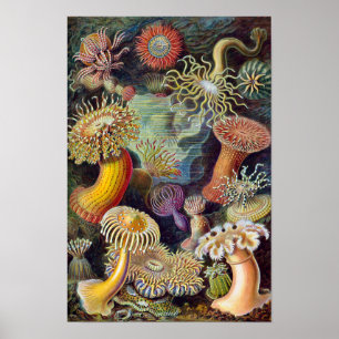 Sea Anemones, Vintage Actiniae by Ernst Haeckel Poster