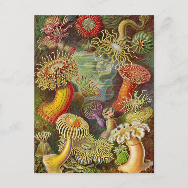 Sea Anemones Vintage Illustration Postcard (Front)