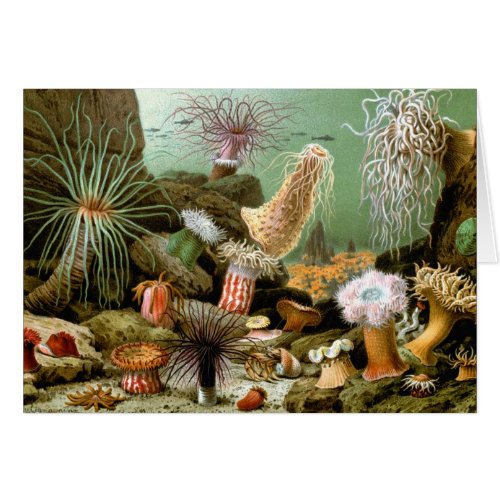 Sea Anemones Vintage Marine Life Ocean Animals