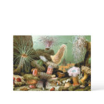 Sea Anemones, Vintage Marine Life Ocean Animals